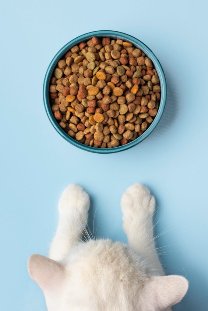 Criação de site para pet shop: gato comendo ração