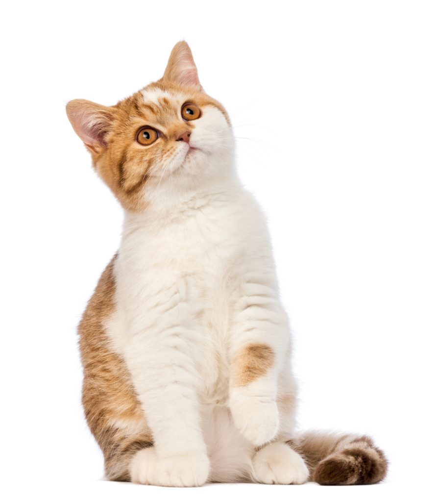 Criação de site para pet shop: gato