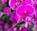 Dicas de marketing para quem deseja montar um orquidário