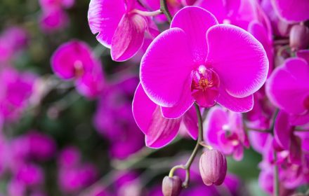 Dicas de marketing para quem deseja montar um orquidário